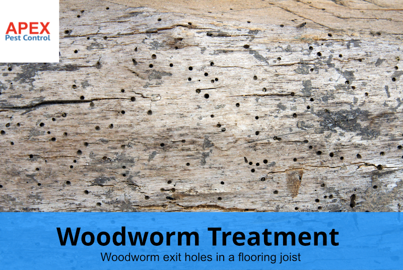 Woodworm treatment - woodworm exit holes in wood